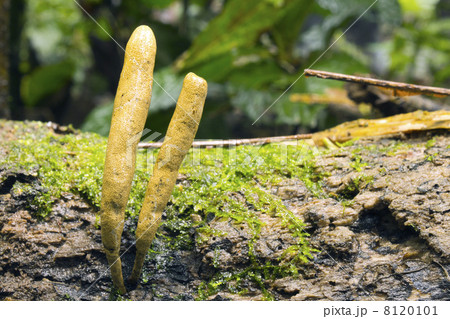 Fungus Xylaria telfairii 8120101