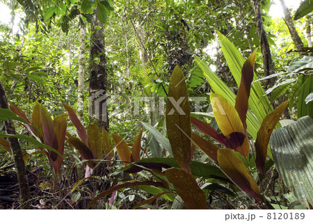 Interior of tropical rainforest with backlit understory plants in foreground. 8120189
