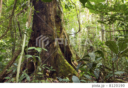 large tree with buttress roots in primary tropical rainforest, Ecuador 8120190