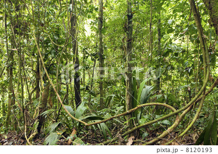 Lianas winding through the rainforest in the Ecuadorian Amazon 8120193