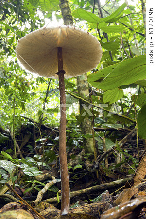 Low angle view of a parasol mushroom growing on the rainforest floor, Ecuador 8120196