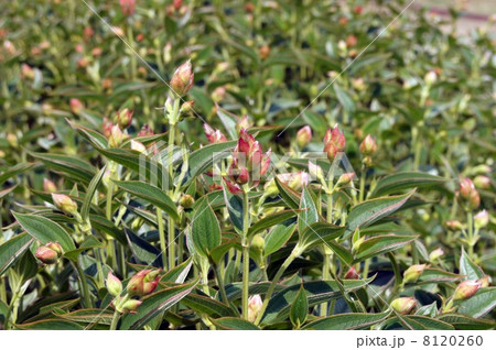 開花が待ち遠しい・シコンノボタンの蕾 開花が待ち遠しい・シコンノボタンの蕾 8120260