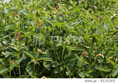 開花が待ち遠しい・シコンノボタンの蕾 開花が待ち遠しい・シコンノボタンの蕾 8120263