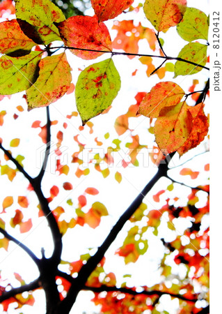 ヤマボウシの紅葉 8120412