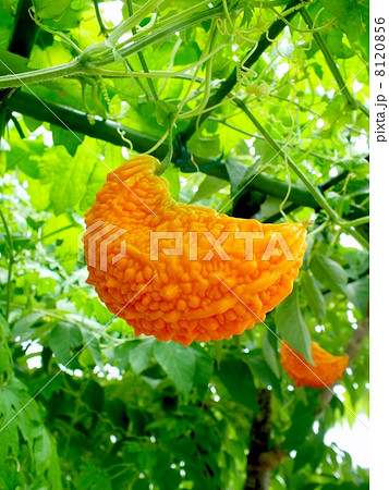 黄色く色ずいたツルレイシ 8120856