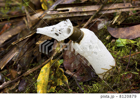 The Strangled Stinkhorn (Staheliomyces cinctus) growing in cloudforest in Western Ecuador 8120879