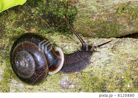 Snail active at night in rainforest on the Pacifiic Coast of Ecuador 8120880