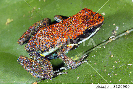 Ruby Poison Frog (Ameerega parvula), Ecuador Ruby Poison Frog (Ameerega parvula), Ecuador 8120900