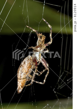 Amazonian orb-web spider eating a large cockroach at night, Ecua 8120914