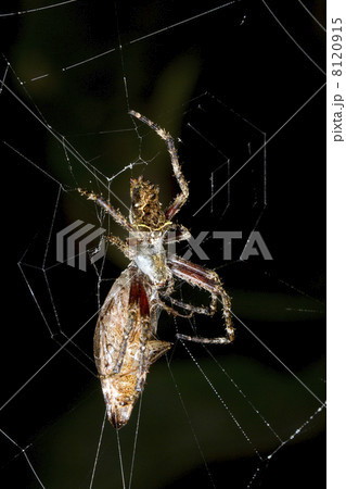 Amazonian orb-web spider eating a large cockroach at night, Ecua 8120915