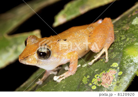 Rain Frog (Pristimantis ockendeni), Ecuador. Male in calling pos Rain Frog (Pristimantis ockendeni), Ecuador. Male in calling pos 8120920
