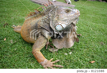 リクイグアナ リクイグアナ 8121086