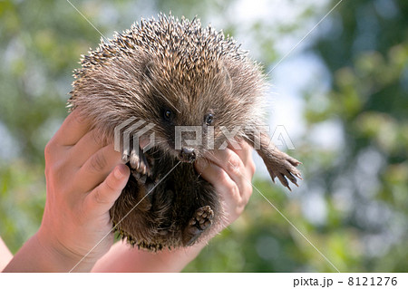 hedgehog in human hands hedgehog in human hands 8121276