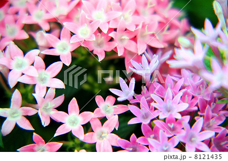 ペンタス 8121435