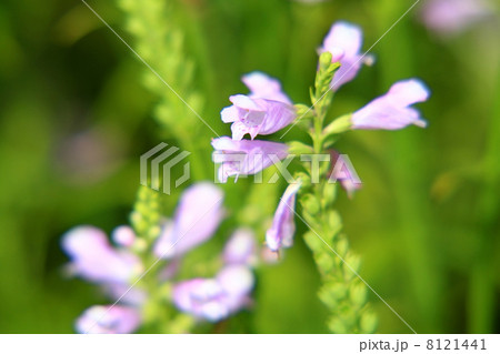 ミソハギ 8121441