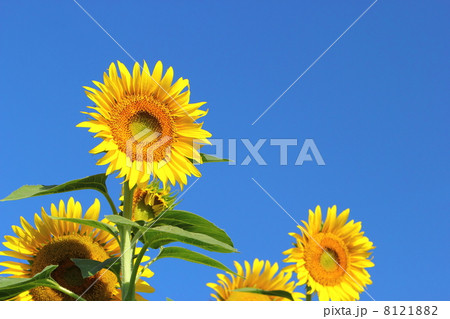 ひまわりと青空 8121882