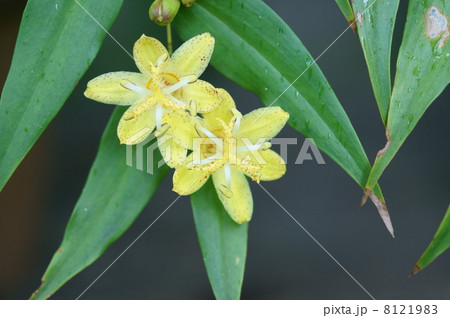 黄花突抜杜鵑草　キバナノツキヌキホトトギスと申します。 8121983