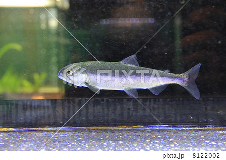 クニマス クニマス 8122002