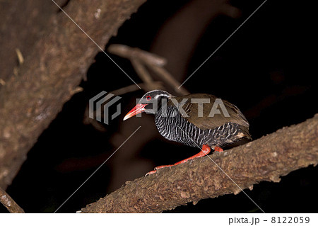 ヤンバルクイナ Gallirallus okinawae ヤンバルクイナ Gallirallus okinawae 8122059