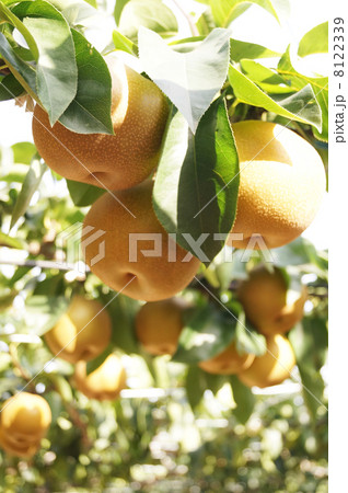 果樹園の梨 果樹園の梨 8122339