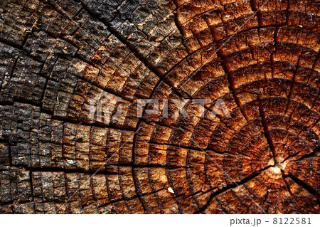 Wooden background with cracked annual growth ring Wooden background with cracked annual growth ring 8122581