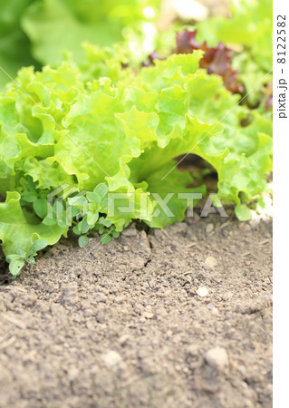 Young salad lettuce growing outdoors Young salad lettuce growing outdoors 8122582