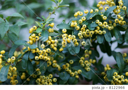 ピラカンサ　和名は橘擬 8122966