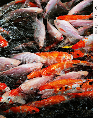 Tropical fishes Tropical fishes 8123051