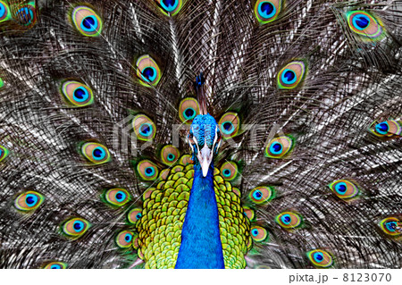 Peacock 8123070