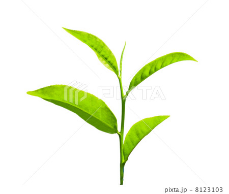 Tea leaves 8123103