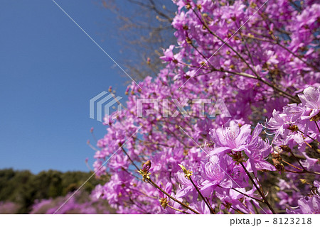 満開のハヤトミツバツツジの花と青空 満開のハヤトミツバツツジの花と青空 8123218