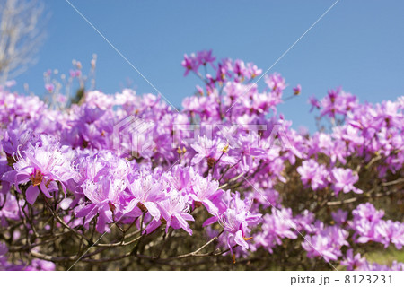 満開のハヤトミツバツツジの花と青空 満開のハヤトミツバツツジの花と青空 8123231