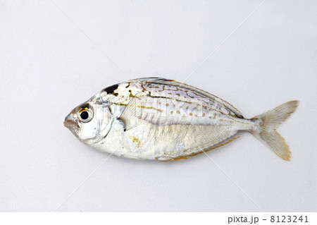 ヒイラギ ヒイラギ 8123241