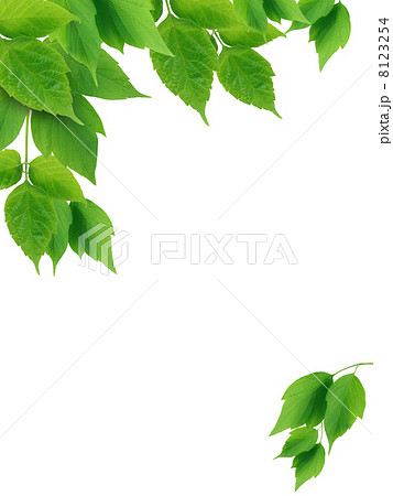 Green Leaves Border 8123254