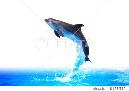 Dolphin High Jump Dolphin High Jump 8123532