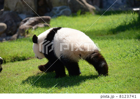Panda Behind The Scenes Stock Photo