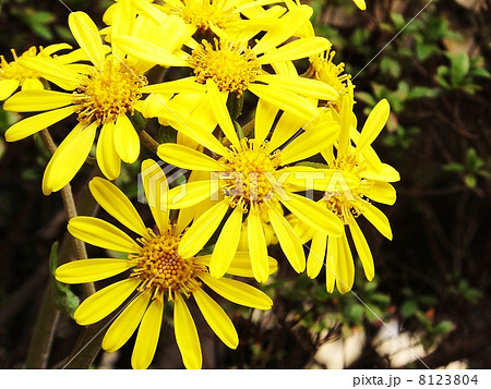 ツワブキシリーズ 8123804