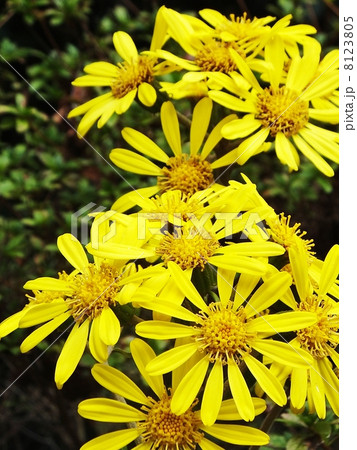 ツワブキシリーズ 8123805