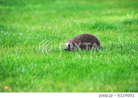 hedgehog on green lawn 8124001