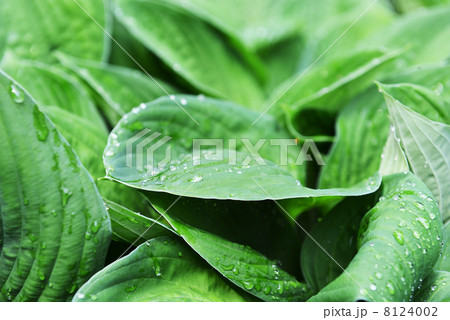 green leaves 8124002