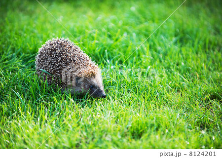 hedgehog on green lawn 8124201
