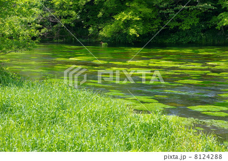 柿田川湧水 8124288