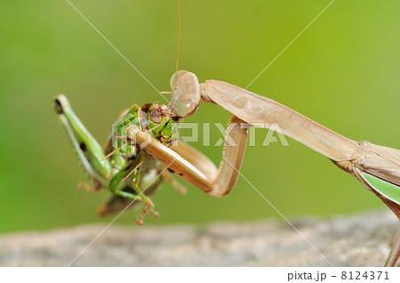 カマキリの食事 8124371