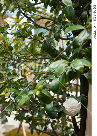 下鴨神社　擬雪（白玉椿） 8124668