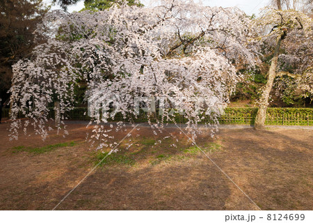京都御苑 近衛邸跡の枝垂れ桜 京都御苑 近衛邸跡の枝垂れ桜 8124699