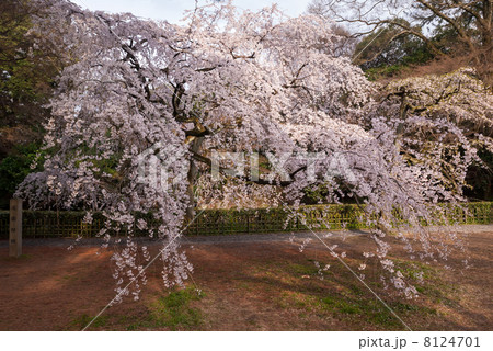 京都御苑 近衛邸跡の枝垂れ桜 京都御苑 近衛邸跡の枝垂れ桜 8124701