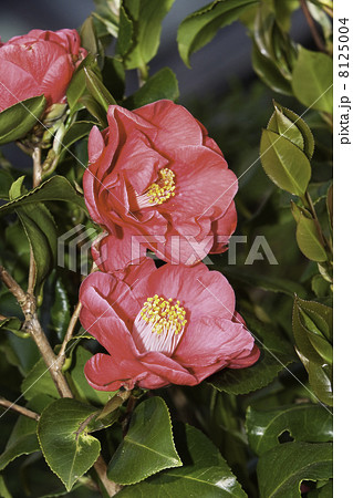 Flowers of the Camellia Japonica 8125004