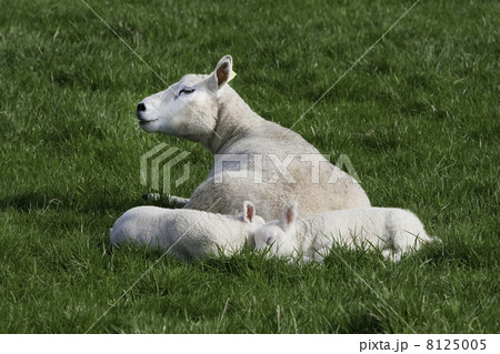 Young lambs with their mother 8125005