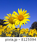 Sunflower field 8125094