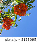 Red berries of rowan 8125095